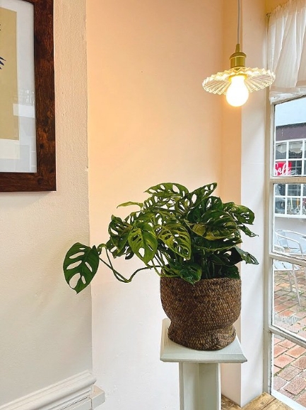 Plant of the Month – Monkey Monstera