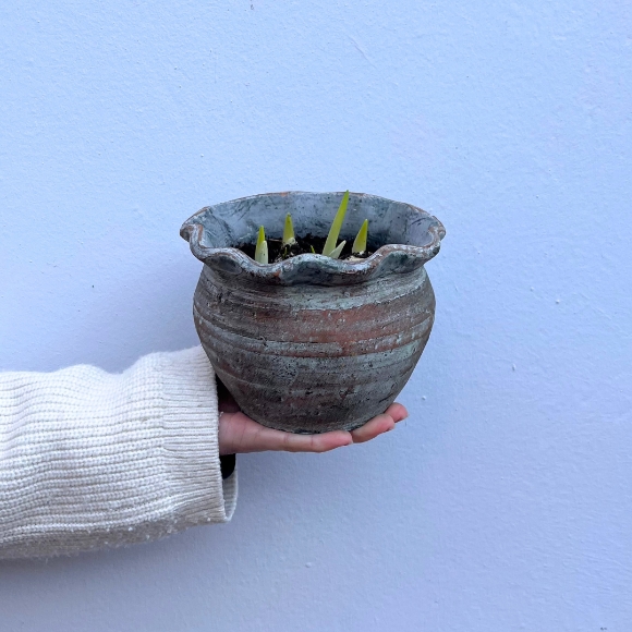 Small Spring Bulb Planter