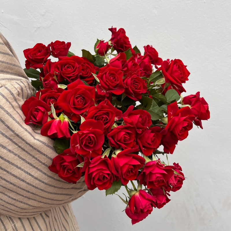 An Abundance of Red Roses