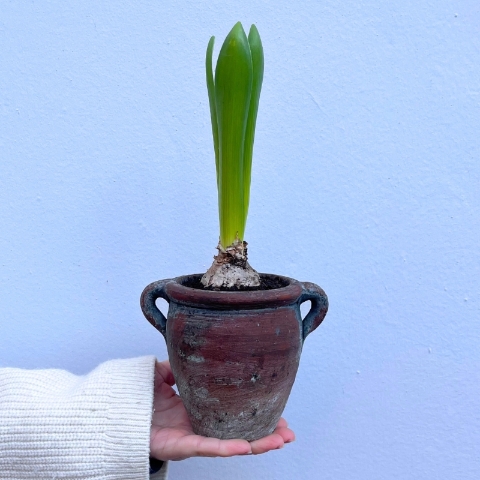 Small Spring Bulb Planter