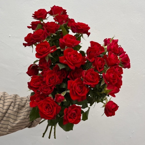 An Abundance of Red Roses