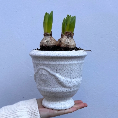 Large Spring Bulb Planter