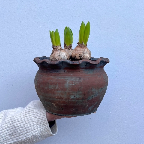 Large Spring Bulb Planter