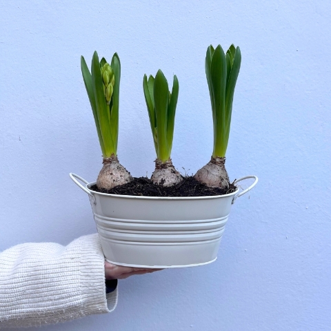 Large Spring Bulb Planter