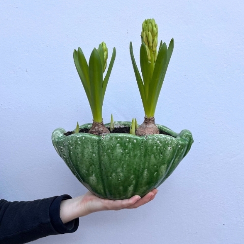 Large Spring Bulb Planter